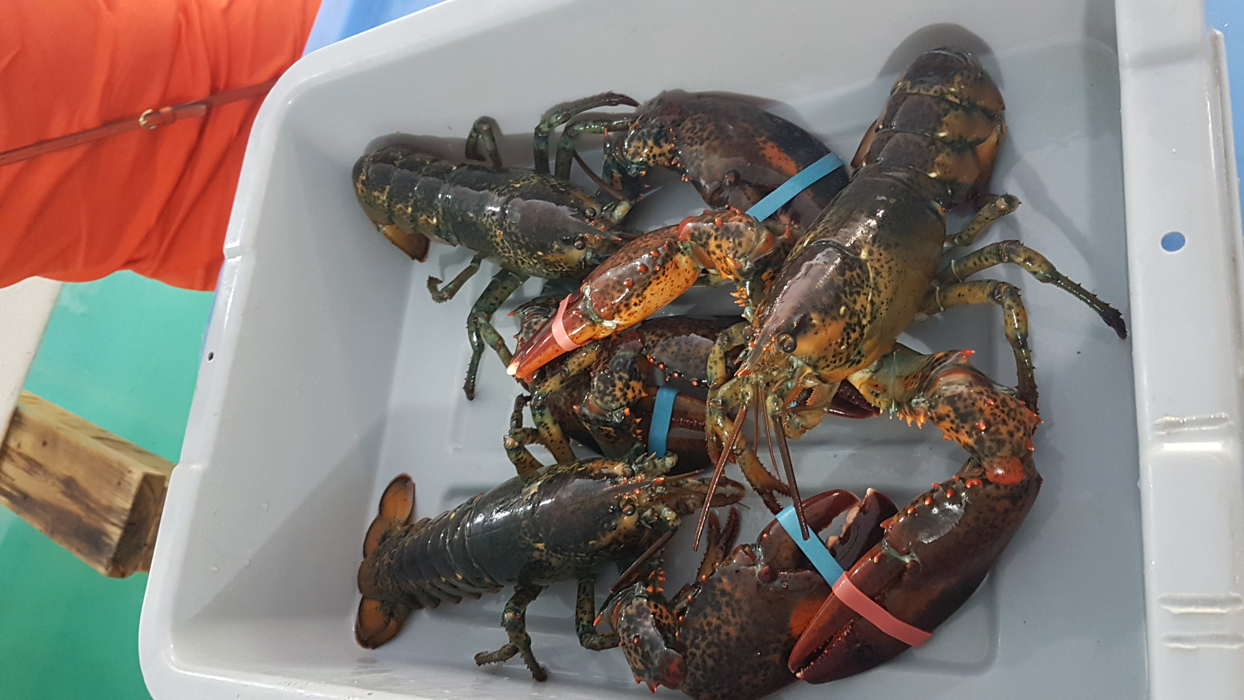 Roadside Lobster